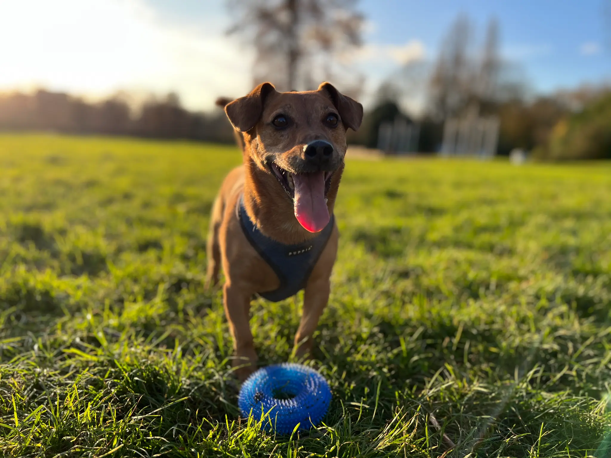 Happy dog playing